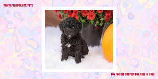 toy poodle puppies in ohio