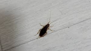 get rid of roaches fast using home remes