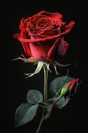 red rose in black background generative ai