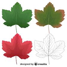sycamore maple leaves vector free