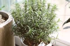 Image search result for “rosemary plant”
