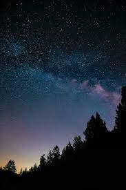 night trees starry sky stars spruce