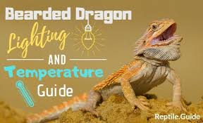 Expert Bearded Dragon Lighting Temperature Guide With Pictures