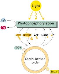 18 Accurate Photosynthesis Light Reaction Flow Chart