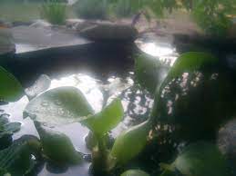 How to Maintain and Care for a Pond - Dengarden