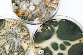 Is Toxic Mold Exposure The Cause Of