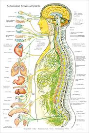 Autonomic Nervous System Poster 24 X 36 Chiropractic Medical