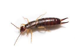 how to get rid of earwigs 8 effective