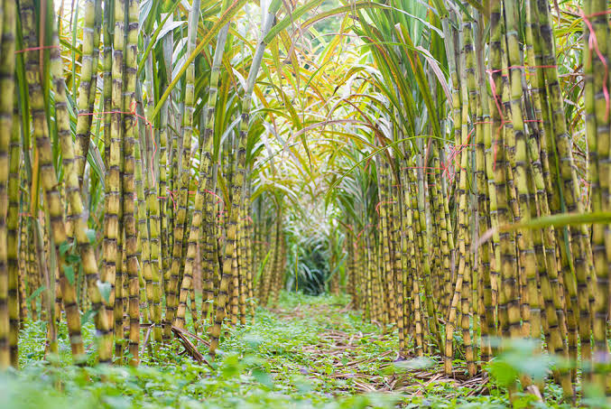SOUTHERN FERTILIZER FOR SUGAR CANE - Southern Fertilizer