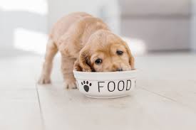 best puppy food uk 2023 fresh raw