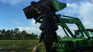 Massive Gator Killed In Hunt Held Up By Tractor