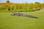 Covid-19 Closes Golf Course on Cozumel – Stingray Villa