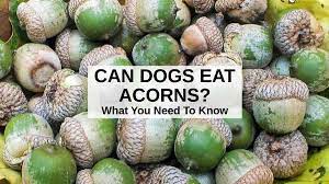 can dogs eat acorns what you need to