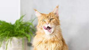 bad breath in cats causes treatment
