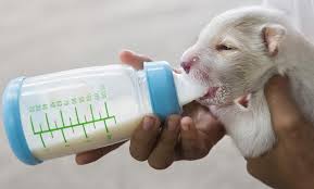 What To Feed Newborn Puppies Without Mother Puppy Site