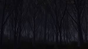 dark forest wallpaper 76 images