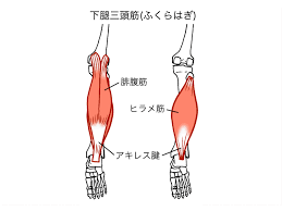 ターゲットはヒラメ筋】40代女性のお悩み２トップ「疲れ」と「冷え性」をまとめて解決するワーク | ヨガジャーナルオンライン