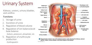 urinary system flashcards