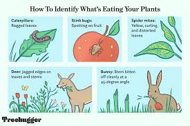 eating your garden plants