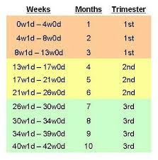 What Trimester Chart Are You Following Babycenter