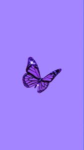 40 aesthetic butterfly android iphone desktop hd. Pin By Jeniffer Ortega On Iphone Background Butterfly Wallpaper Iphone Purple Butterfly Wallpaper Purple Wallpaper Iphone