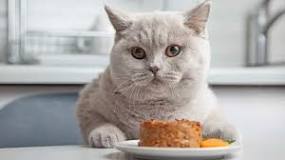 Can cats eat cold wet food?