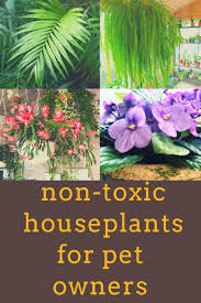 30 Nontoxic Houseplants For Cats Dogs