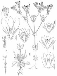 01 gentianaceae 9v_18 hyssopus.qxd