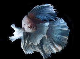 20 betta hd wallpapers and backgrounds