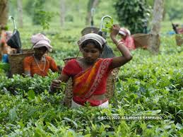 india s tea industry getting drowsy