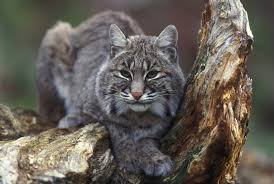 bobcat facts pictures information