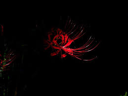 red spider lily wallpapers wallpaper cave