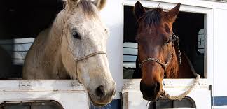 is-horse-slaughter-legal-in-the-us-2021