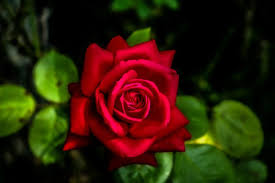 70 free red rose images pictures