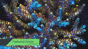 25 Tips How To Grow Beautiful Sps Corals In Your Reef Tank