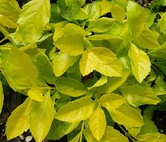 Learn how to grow duranta plant from cuttings in a simple way. Duranta Cuban Gold Premier Growers Inc