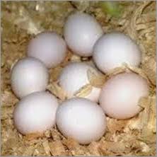 african grey parrot eggs at best