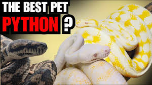 darwin carpet python care you