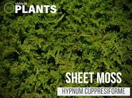 hypnum cupresiforme sheet moss care