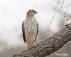 Just relaxing in a tree. Cooper S And Sharp Shinned Hawks Texas Tweeties By Bob Zeller