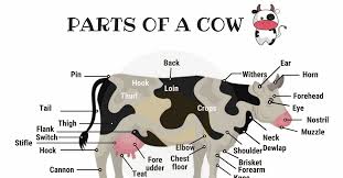 Parts Of A Cow Useful Cow Anatomy With Pictures 7 E S L