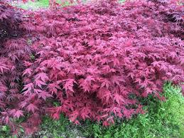 As with all the ghosts, the operative word is reticulation. We Are Giving Away A Free Purple Ghost Japanese Maple Mike S Backyard Nursery