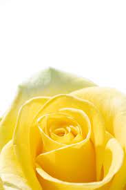 yellow rose png images free