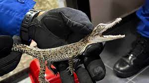 Женщину покусал детеныш крокодила. Она думала, что это безобидная ящерица |  РБК Life
