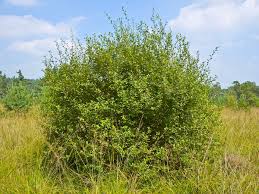 Salix aurita - Wikipedia
