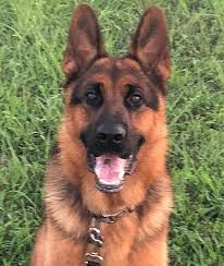 All our breeding dogs have been cleared and officially passed hip and elbow scoring. Gsd Breeder Associates Wanted In Kansas Fleischerheim German Shepherds For Sale