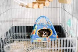 I made a toy for my glider that the author tells you how to make, and she instantly started playing with it. How To Set Up A Sugar Glider Cage 6 Easy Steps Thepetsavvy Com