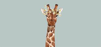 Le coloriage de girafe simple et facile à colorier a aussi sa place pour satisfaire les tout petits. Comment Dessiner Une Girafe Etape Par Etape Adobe