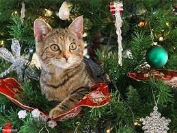 How to keep my cat away from the christmas tree. Help How Do I Keep My Cat Out Of The Christmas Tree