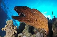 Can a moray eel kill a human?